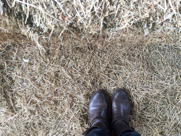 Explore the sistine chapel: are tickets required?